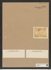 Triceratium radiatum Brightw. (de-Toni-Nr.: Genus 140, Species 3908) Zeichnungen Sammlung Grunow Nr. 7392 (NHMW-BOT-W0376463)
